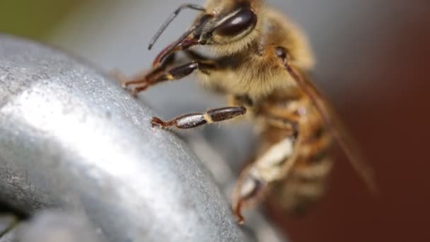 Image Rapprochée Petite Abeille Sur Métal — Video