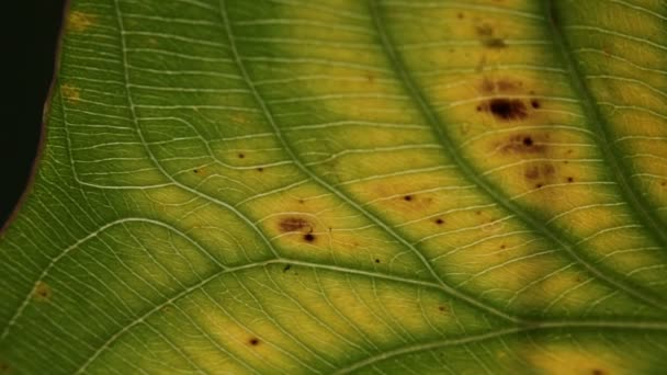 vue rapprochée de la feuille vert flou dans le vent, fond abstrait et lumière 