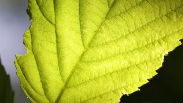 Κοντινό Πλάνο Του Πράσινου Φύλλου Φλέβες Στο Πάρκο Θολή Φόντο — Αρχείο Βίντεο