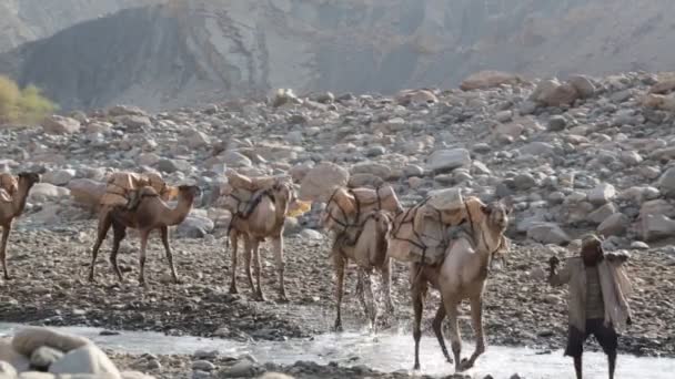 Мальовничим Видом Караван Верблюдів Невідомі Люди Пустелі Денний Час — стокове відео