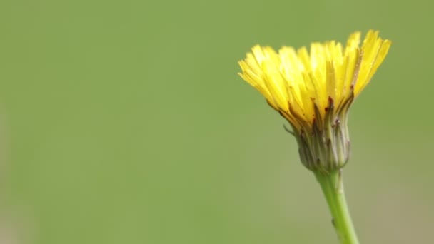 Vacker Gul Maskros Blomma Flytta Vind Vilda Gröna Fältet — Stockvideo