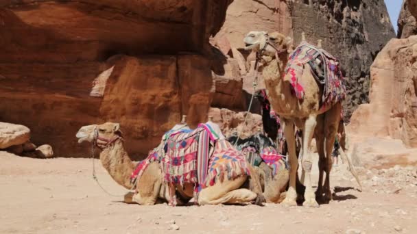 Bedoeïenen Met Kamelen Petra Jordan — Stockvideo