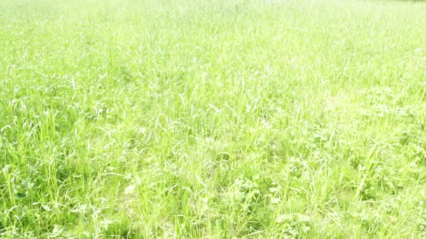 Nahaufnahme Der Schönen Natürlichen Hintergrund Mit Gras Wind — Stockvideo