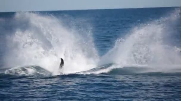 Wolny Wieloryb Oceanie Jak Pojęcie Wolności — Wideo stockowe