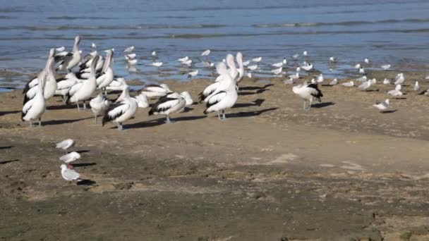 Rebanho Pelicanos Costa Perto Oceano Austrália — Vídeo de Stock