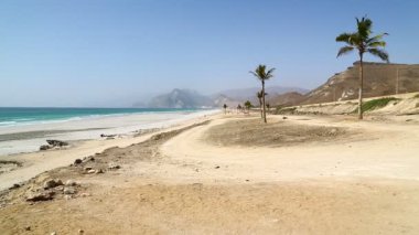 palmiye ağaçları ile okyanus plaj Rüzgar
