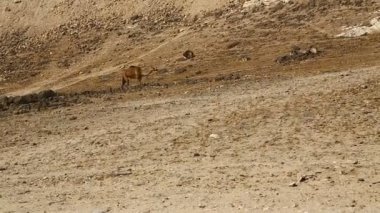 denize yakın yemek deve