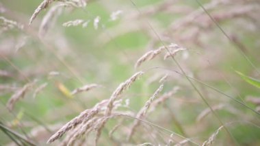 seçici odak kaynaklanıyor rüzgarlı havalarda devam bitkilerin arka plan bulanık