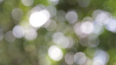 seçici odak bulanık yeşil arka plan