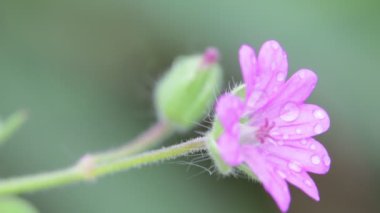 su ile leylak rengi çiçek bahçesinde rüzgar tarafından hareket damla