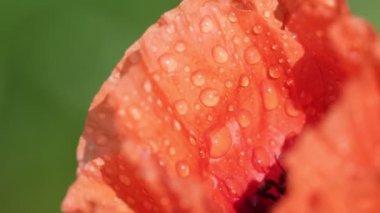 su ile güzel kırmızı haşhaş çiçek alanında damla