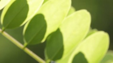 yeşil yaprakları rüzgar Park tarafından hareket yakın çekim