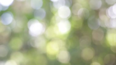 seçici odak bulanık yeşil arka plan