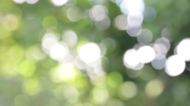 seçici odak bulanık yeşil arka plan