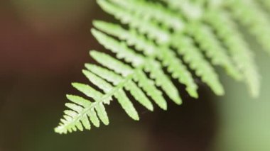 fern yaprak arka plan bulanık Park'ta yakın çekim