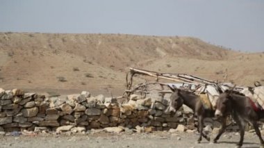 Tuz Köyü kırsal yolu üzerinde taşıyan eşekler kervanı