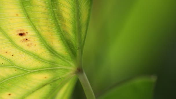 vue rapprochée de la feuille vert flou dans le vent, fond abstrait et lumière 