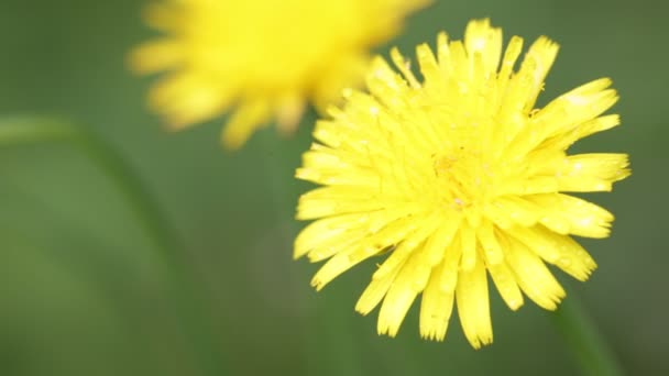 Bloeiende Gele Paardebloem Bloemen Verplaatsen Door Wind Veld — Stockvideo