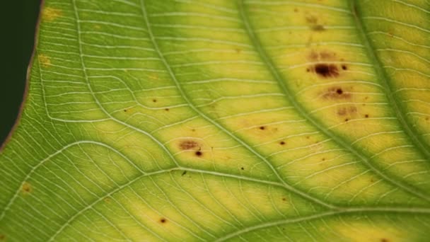 Vista Ravvicinata Della Foglia Verde Sfocata Nel Vento Sfondo Astratto — Video Stock