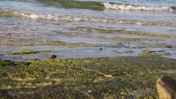 Прекрасный Вид Волны Океане Пляж — стоковое видео