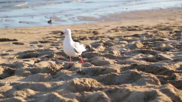 Sirály Homokos Strandon Sétálva Tenger Közelében — Stock videók