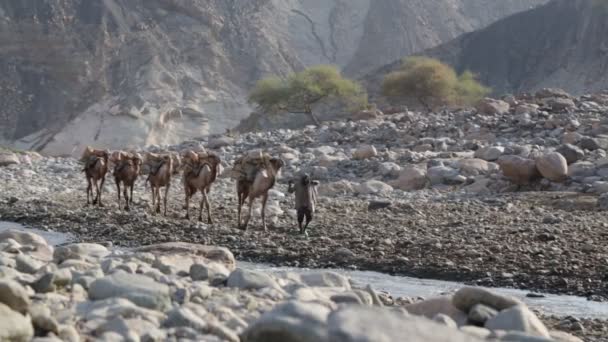 Vista Panoramica Cammelli Carovana Persone Non Identificate Nel Deserto Durante — Video Stock