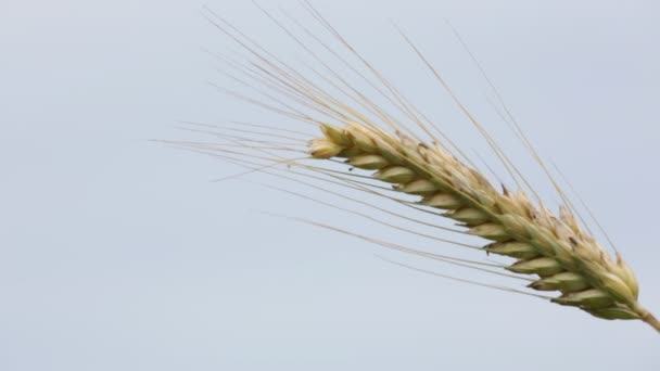 在多风的天气里 在田野里接近小麦移动 — 图库视频影像