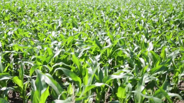 Зеленая Красивая Кукуруза Поле Ферме Сельской Местности — стоковое видео