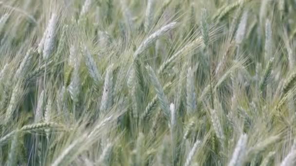 Foco Seletivo Trigo Movimento Durante Tempo Ventoso Campo — Vídeo de Stock