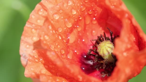 Цветущий Красивый Красный Цветок Мака Поле — стоковое видео