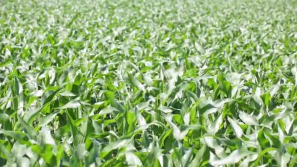 Verde Hermoso Maíz Moviéndose Por Viento Granja Campo — Vídeos de Stock