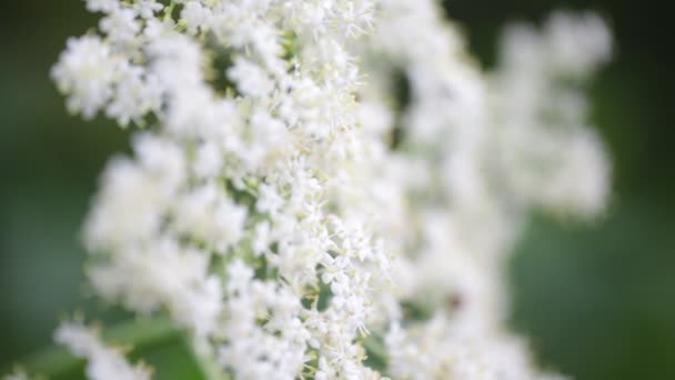 Selektivt Fokus Vita Små Blommor Wayfaring Tree Flyttar Vind Trädgården — Stockvideo