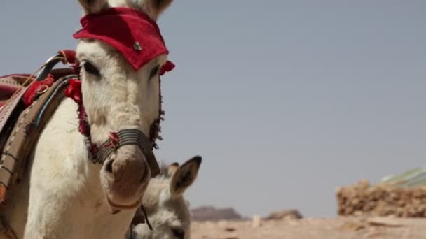 Beduinos Con Camellos Petra Jordania — Vídeos de Stock