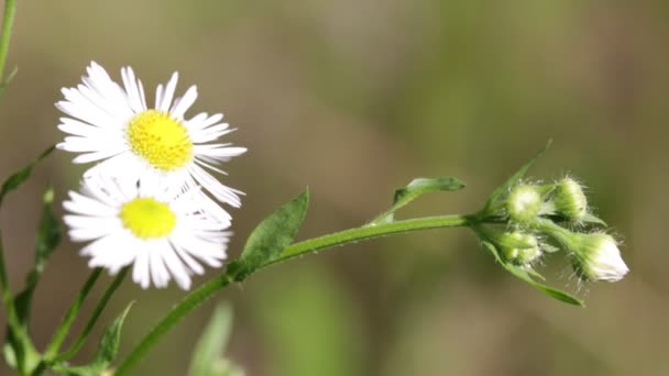 Schöne Gänseblümchen Die Sich Park Durch Wind Auf Verschwommenem Hintergrund — Stockvideo