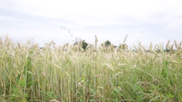 Trigo Moviéndose Durante Clima Ventoso Campo — Vídeo de stock