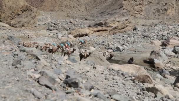 Vista Panorâmica Caravana Camelos Pessoas Não Identificadas Deserto Durante Dia — Vídeo de Stock