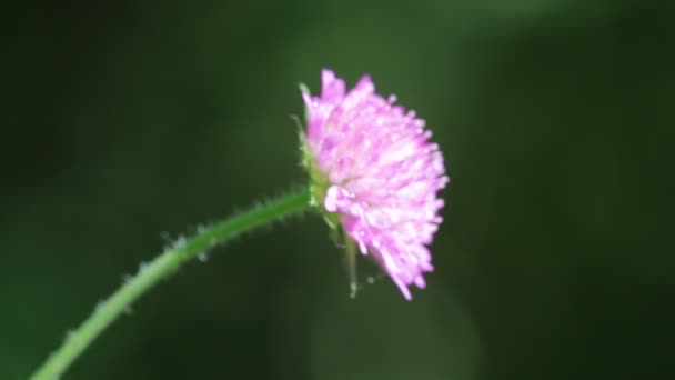 風の強い天候移動 つの紫の花 — ストック動画