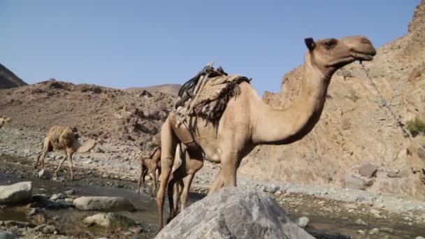 Vista Panoramica Cammelli Carovana Persone Non Identificate Nel Deserto Durante — Video Stock