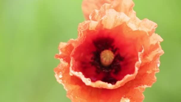 Mooie Rode Papaver Bloem Het Veld — Stockvideo