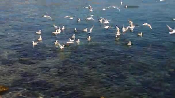 Мальовничі Кадри Чайок Вилітають Поверхні Річки — стокове відео