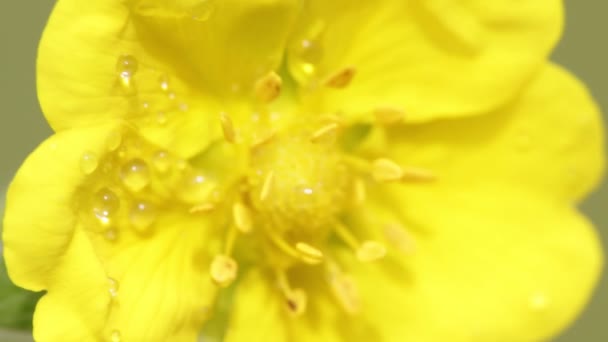 Fiore Giallo Con Gocce Acqua Movimento Dal Vento Campo — Video Stock