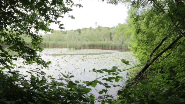 穏やかな水と緑の木々 自然の景観をバックに美しい池 — ストック動画