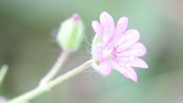 庭の風による移動光の紫色の花 — ストック動画