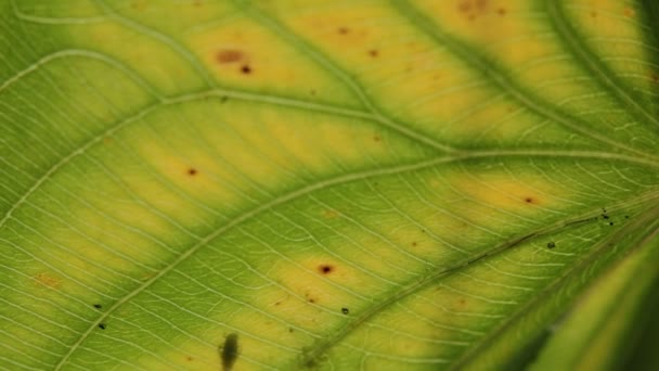 vue rapprochée de la feuille vert flou dans le vent, fond abstrait et lumière 