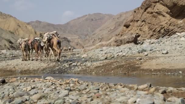 Vista Panorámica Caravana Camellos Personas Identificadas Desierto Durante Día — Vídeo de stock