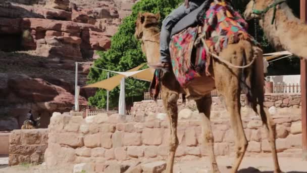 Beduinerna Med Kameler Petra Jordanien — Stockvideo