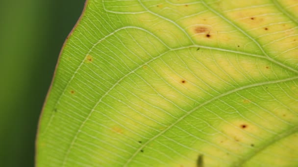 vue rapprochée de la feuille vert flou dans le vent, fond abstrait et lumière 