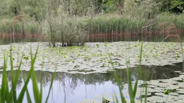 Красивый Пруд Спокойной Водой Зелеными Деревьями Живописный Природный Фон — стоковое видео