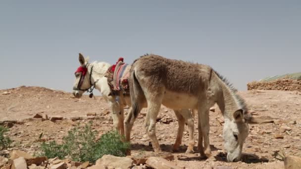 Βεδουίνοι Καμήλες Στην Πέτρα Ιορδανία — Αρχείο Βίντεο