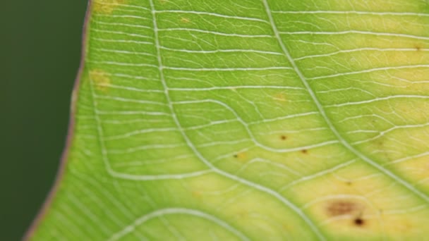 vue rapprochée de la feuille vert flou dans le vent, fond abstrait et lumière 